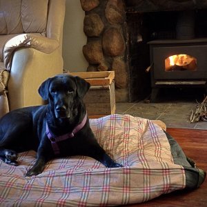Blacky by the fire xv.jpg