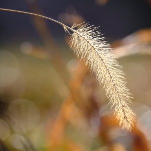 DSCF1071.jpg
