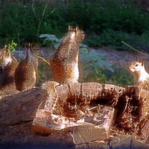 4 squirrels on stump xv crop.jpg