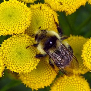 Bee_0755A.jpg