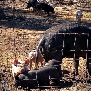 neighbors pigs xv.jpg
