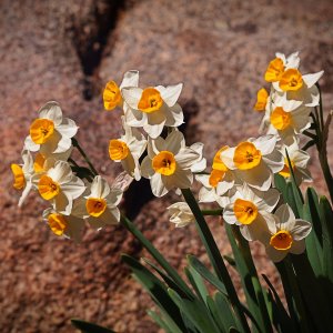 P1013937 daffodils xv.jpg
