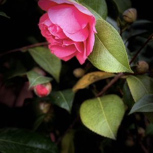 IMG_5668.jpeg