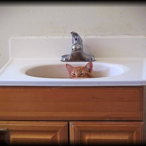 milo hide in sink xv2.jpg