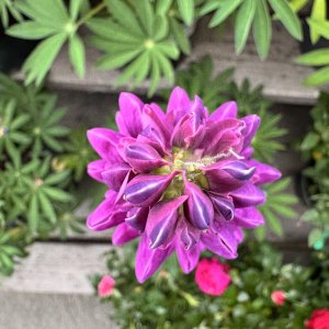 IMG_5707.jpeg