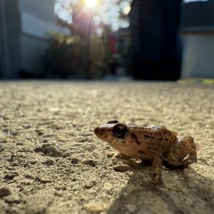 IMG_9437.jpeg