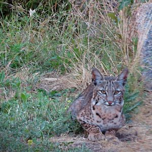 bobcat kitten8 xvc3.jpg