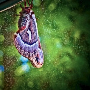 moth - 1.jpeg