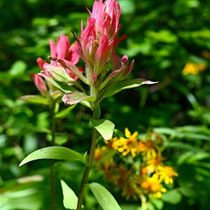 IndianPaintBrush_n227.jpg