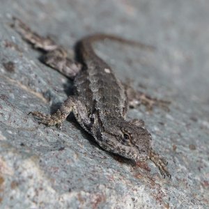 DSC_1101.jpg