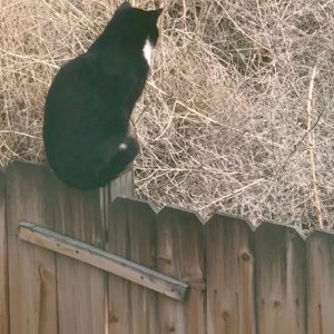 cat - 1.jpeg