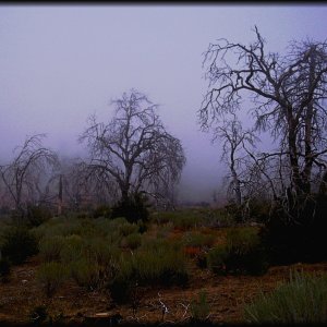 laguna mist 3crop xv6.jpg