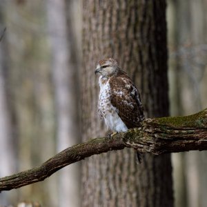 red-tailed-hawk-0016-24-07-29.jpg