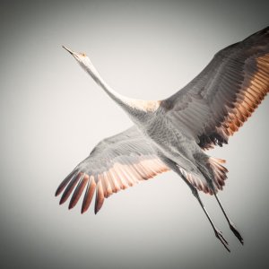 img-sandhill-crane-001.jpg