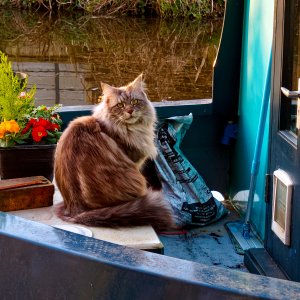 Canal Cat.jpeg