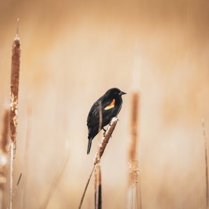 image-red-wing-blackbird-002.jpg