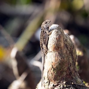 Lizard 2 - 2500px.jpg