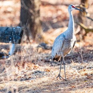 img-sandhill-crane-002.jpg