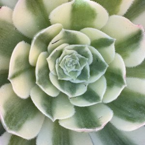 IMG_5821.jpeg