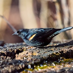 image-red-wing-blackbird.jpg
