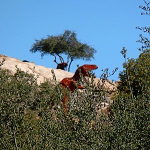raptor on the loose x.jpg