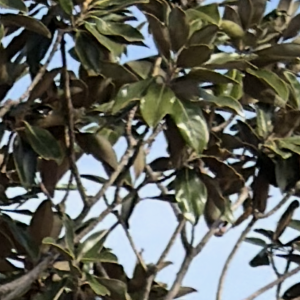 IMG_5072.png