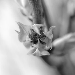 DSCF1168 1.jpg