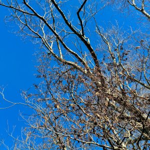 IMG_0733.jpeg