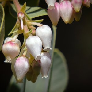 P3100062 manzanita blossums xv.jpg