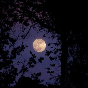 PC120022 full moon thru sycamore x2.jpg