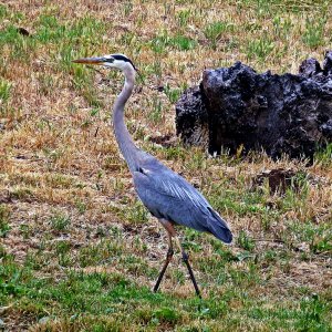 crane walking copy x2.jpg