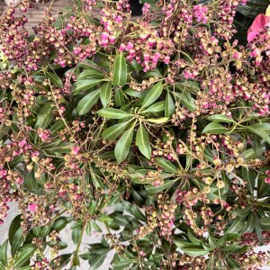 IMG_5697.jpeg