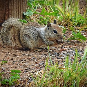 baby sq eating sunny seeds xv2.jpg