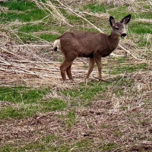deer - 1.jpeg