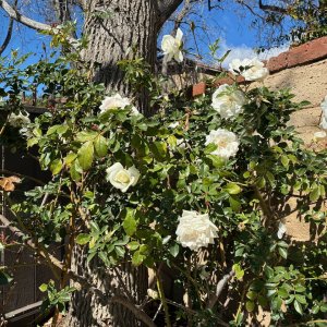 IMG_0620.jpeg
