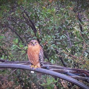hawk on grape harbor in rain s2xv.jpg