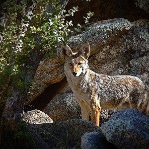 coyote in rock outcropping behind house xv2.jpg