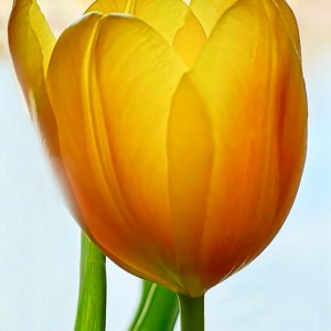 Tulip Glowing in Spring Light.jpeg