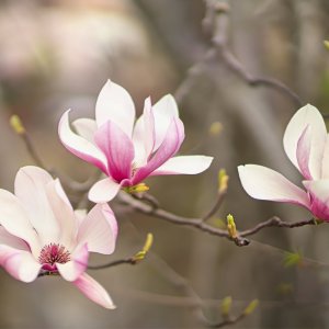 Trio of Tulip Magnolia Blossoms.jpeg