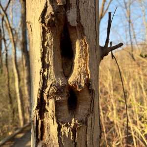 IMG_6631.jpeg