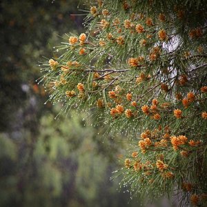 P1014026 pine flowers in the rain xv.jpg