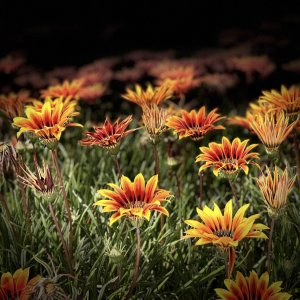 IMG_6305.jpeg