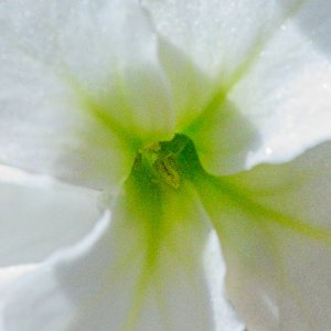 Pollen.jpeg
