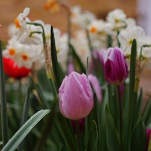 Our Front Garden.JPG
