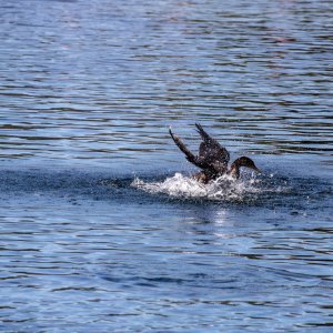 IMG_0311.jpg