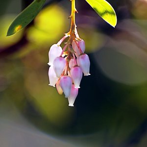 P1013998 manzanita x.jpg