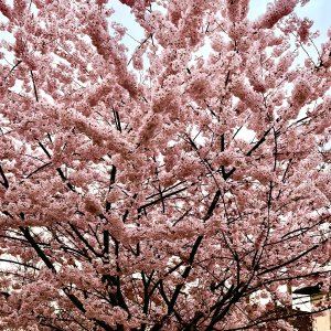 IMG_4041.jpeg