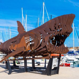 Shark.jpg