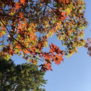 IMG_1653.jpeg