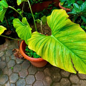 IMG_3816.jpeg